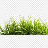 Free PSD grass isolated on transparent background