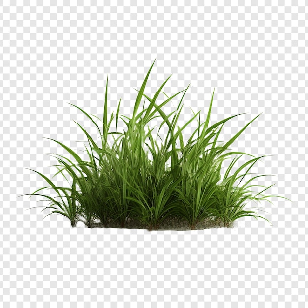 Free PSD grass isolated on transparent background