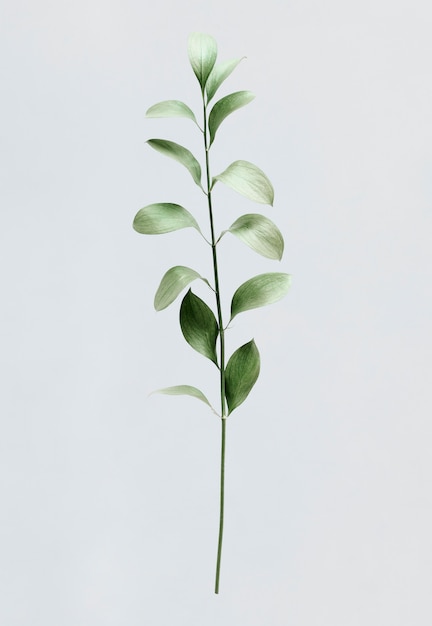 Green foliage on white background