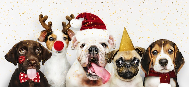 Group of puppies wearing christmas costumes to celebrate christmas