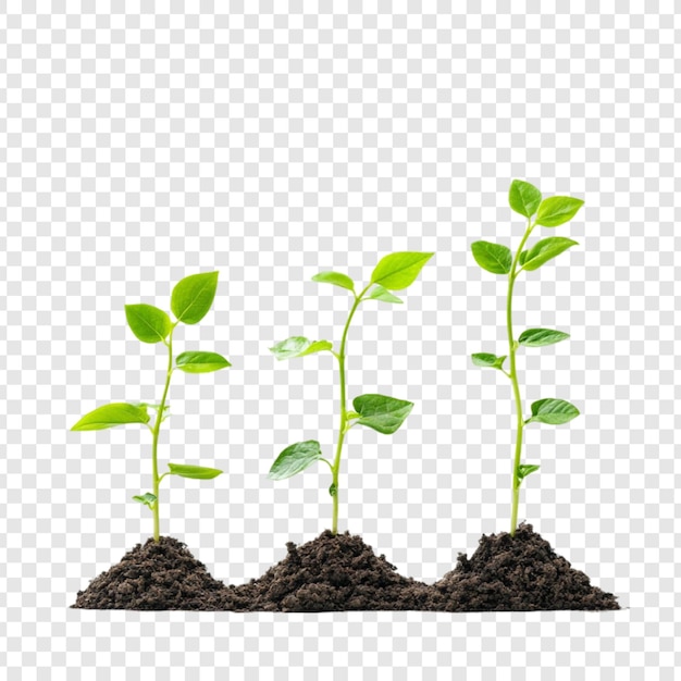 Growth Stages of a Young Plant From Seedling to Sprout