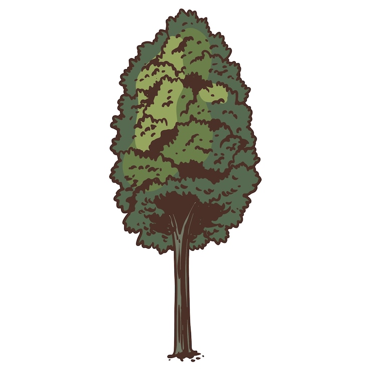 Free PSD hand drawn tree  illustration isolated
