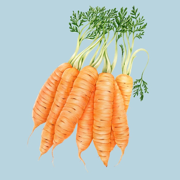 Hand drawn watercolor of carrots