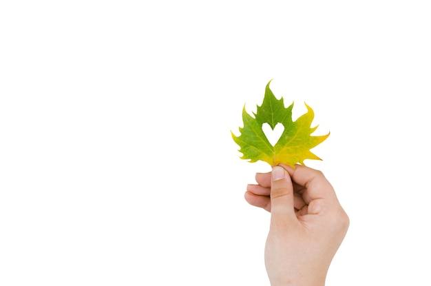 Бесплатный PSD Рука, держащая осеннюю листья