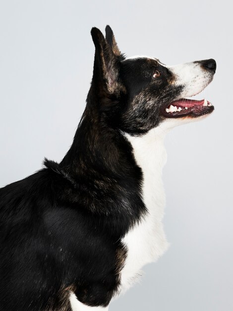 happy cardigan welsh corgi dog