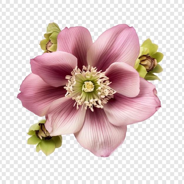 無料PSD 透明な背景に分離されたヘレボルスの花