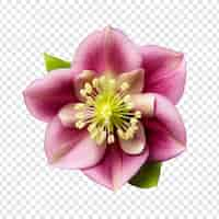 Free PSD hellebore flower isolated on transparent background