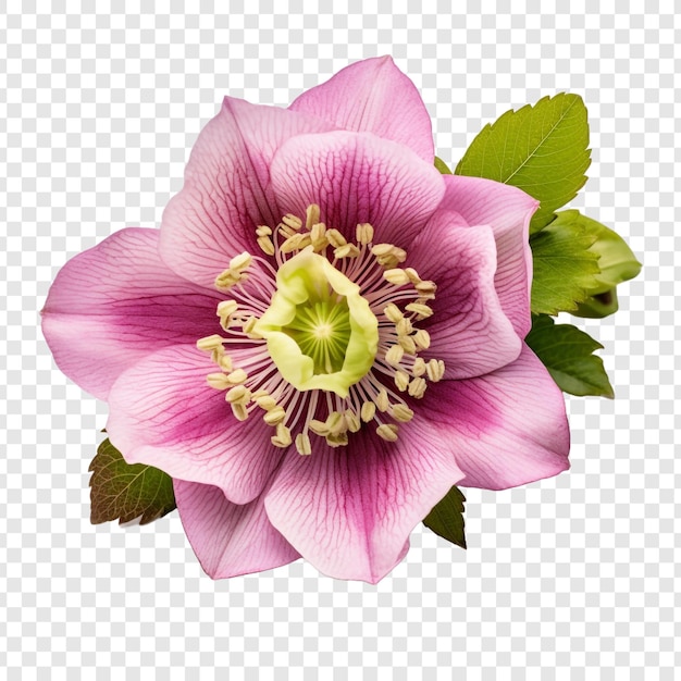 無料PSD 透明な背景に分離されたヘレボルスの花 png