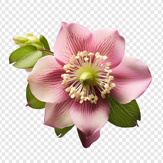 Free PSD hellebore flower png isolated on transparent background