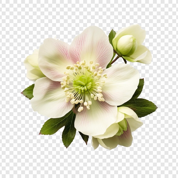 Free PSD helleborus flower png isolated on transparent background