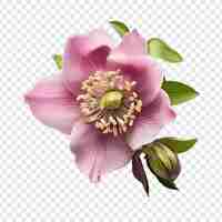 Free PSD helleborus flower png isolated on transparent background