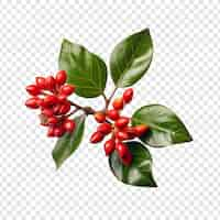 Free PSD holly flower isolated on transparent background