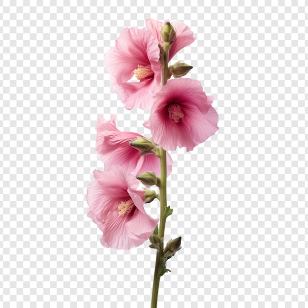 Free PSD hollyhock flower isolated on transparent background