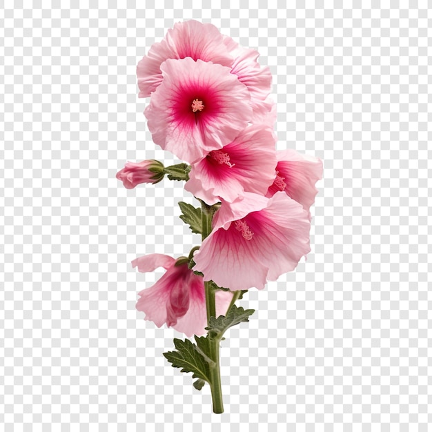 Free PSD hollyhock flower isolated on transparent background