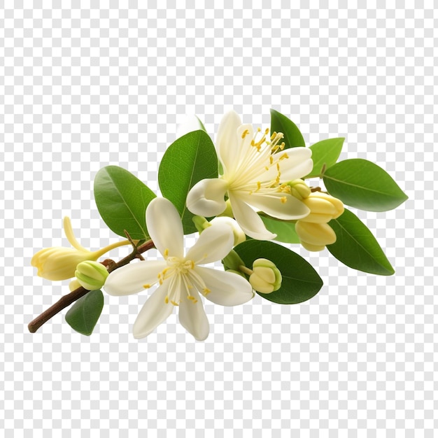 Honeysuckle flower png isolated on transparent background