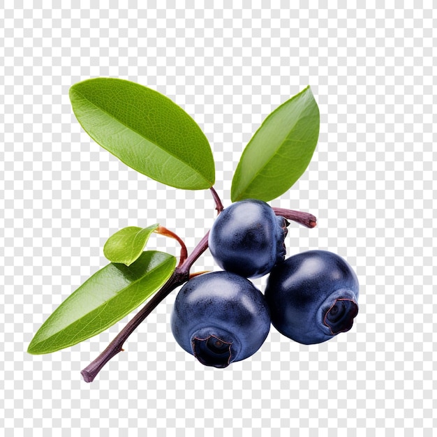 Frutti isolati di huckleberry su sfondo trasparente