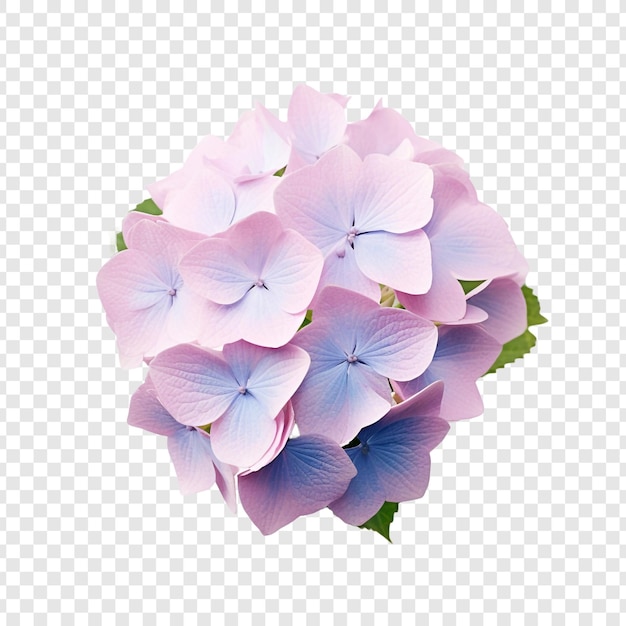 無料PSD 透明な背景に分離されたアジサイの花