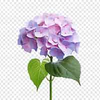 Free PSD hydrangea flower png isolated on transparent background