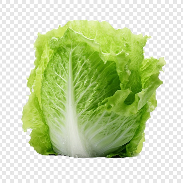 Iceberg lettuce isolated on transparent background