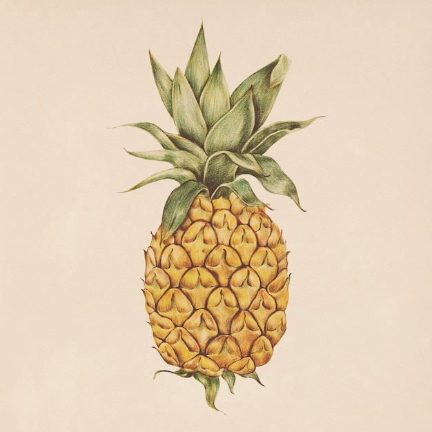 Иллюстрация ананаса в стиле акварели