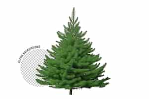 Free PSD image of realistic spruce tree isolated on transparent background