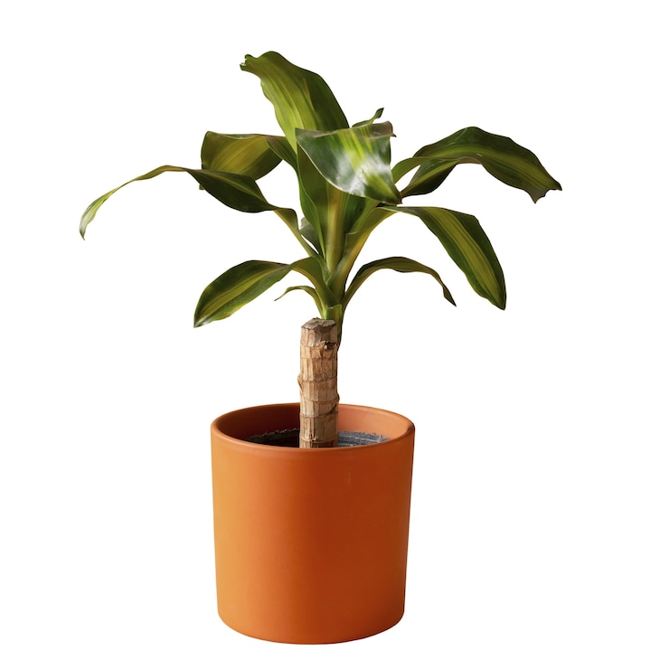 Free PSD indoor plant isolated