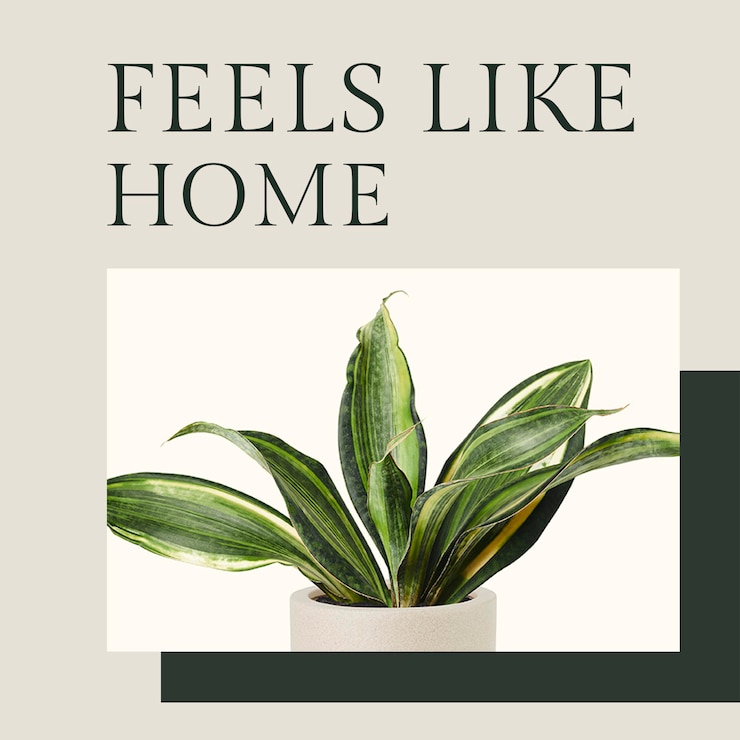 무료 PSD 최소한의 스타일로 sansevieria 식물 소셜 미디어 게시물이 있는 영감을 주는 인용 식물 템플릿 psd