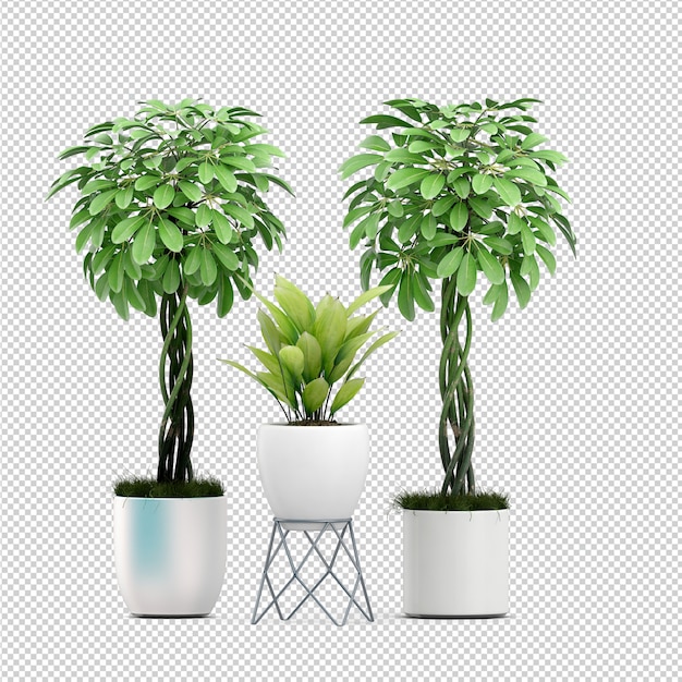 去甲醛植物