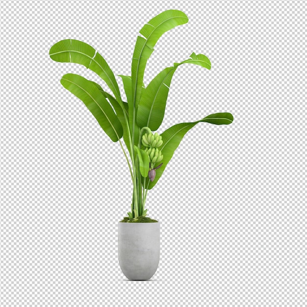 去甲醛植物