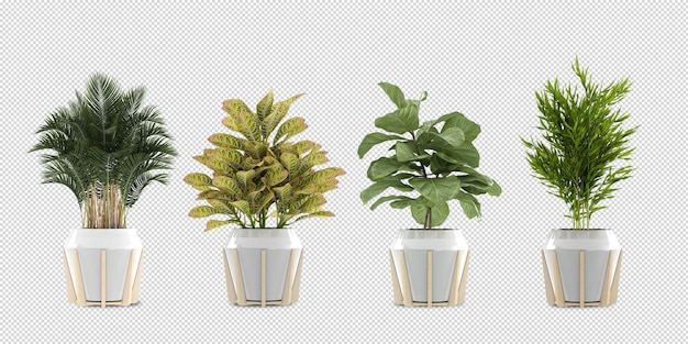 去甲醛植物