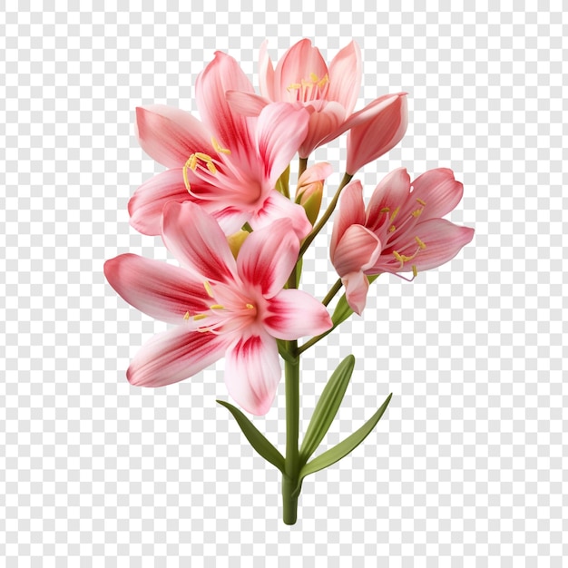 無料PSD 透明な背景に分離されたイクシアの花
