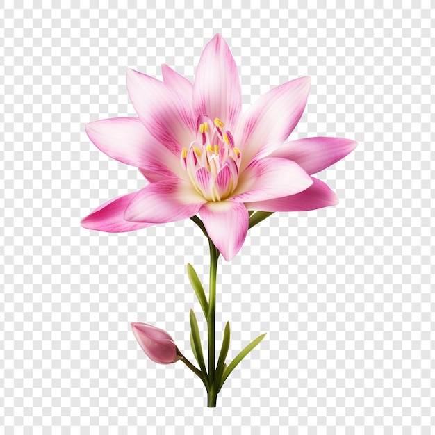 無料PSD 透明な背景に分離されたイクシアの花 png