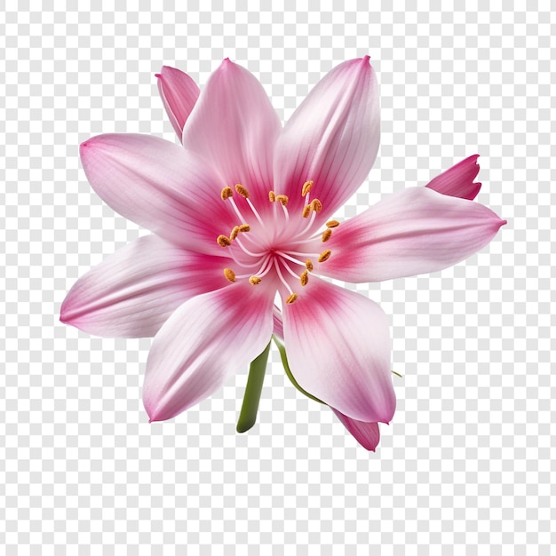 無料PSD 透明な背景に分離されたイクシアの花 png