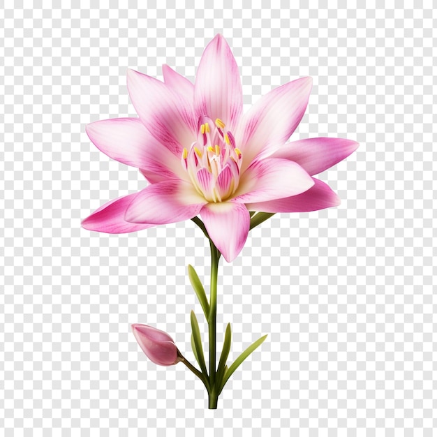 Free PSD ixia flower png isolated on transparent background