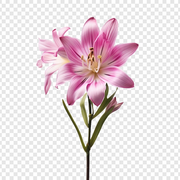 PSD gratuito png del fiore di ixia isolato su sfondo trasparente