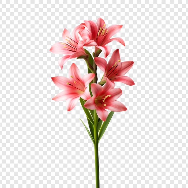 PSD gratuito png del fiore di ixia isolato su sfondo trasparente