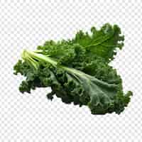 Free PSD kale isolated on transparent background