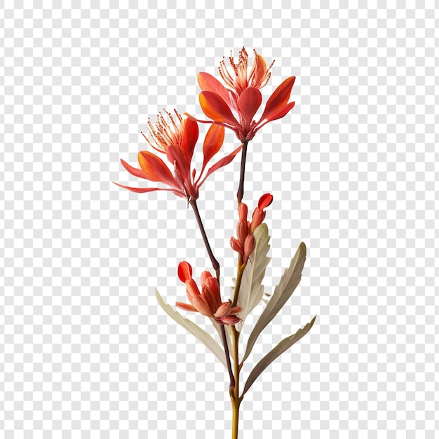 Kangaroo paw flower isolated on transparent background