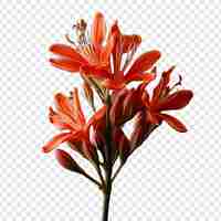 Free PSD kangaroo paw flower isolated on transparent background