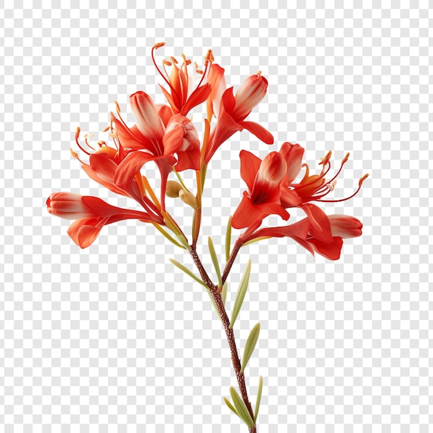 Free PSD kangaroo paw flower isolated on transparent background