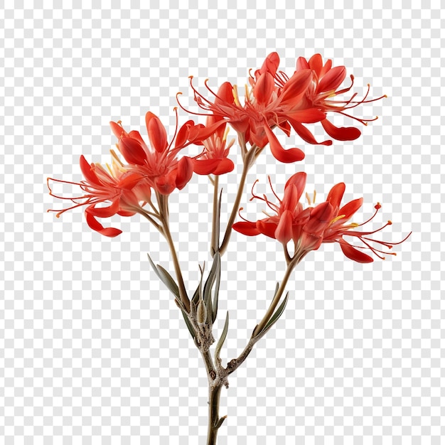 Free PSD kangaroo paw flower png isolated on transparent background