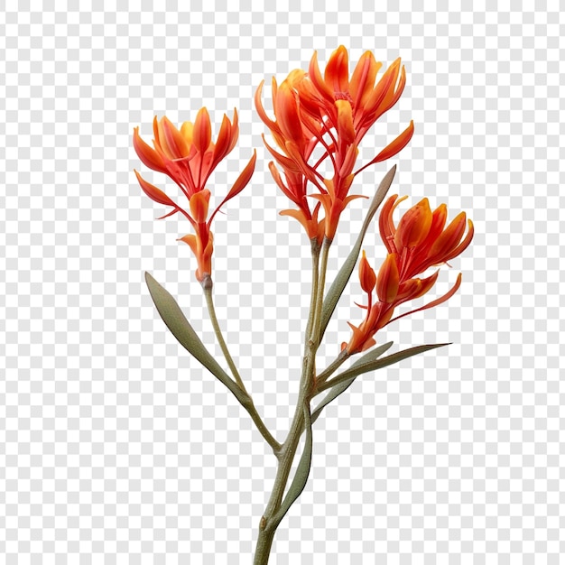 Free PSD kangaroo paw flower png isolated on transparent background