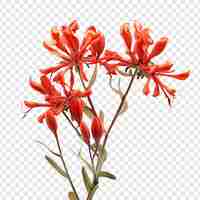 Free PSD kangaroo paw flower png isolated on transparent background