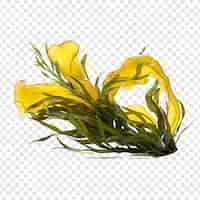 Free PSD kelp isolated on transparent background