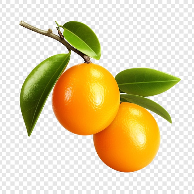 Kumquat isolated fruits on transparent background