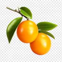 Free PSD kumquat isolated fruits on transparent background