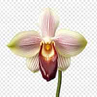 Free PSD ladys slipper orchid flower isolated on transparent background