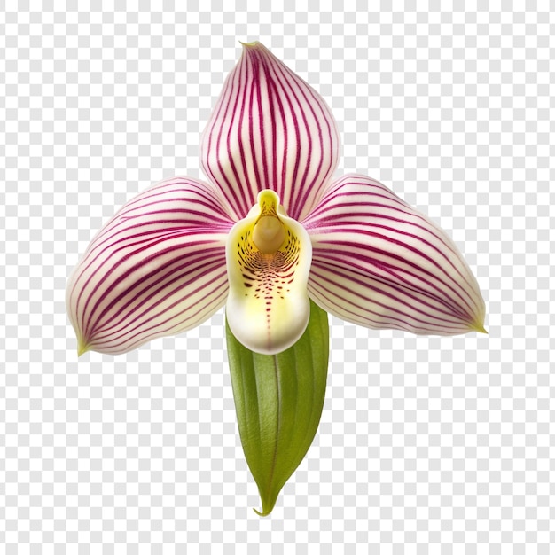 Free PSD ladys slipper orchid flower isolated on transparent background