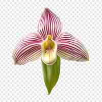 Free PSD ladys slipper orchid flower isolated on transparent background