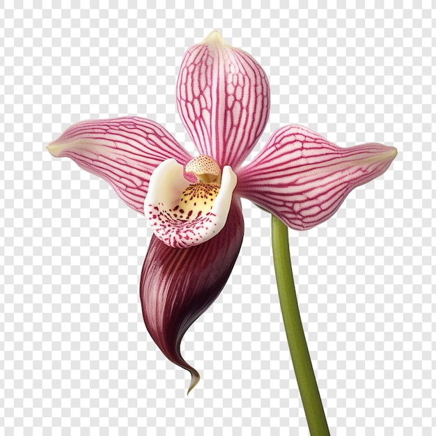 Free PSD ladys slipper orchid flower isolated on transparent background